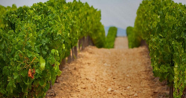 Schimbari la liceele agricole: 